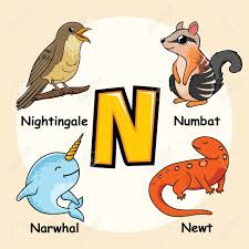 Cute Animals Alphabet Letter N For Narwhal Newt Numbat Nightingale Bird  Royalty Free SVG, Cliparts, Vectors, and Stock Illustration. Image  152661404.