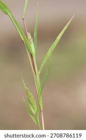 Image result for Setaria sp.