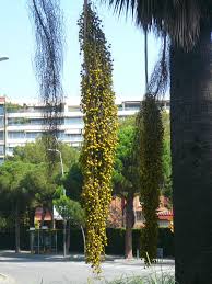 Image result for Triumfetta brachyceras