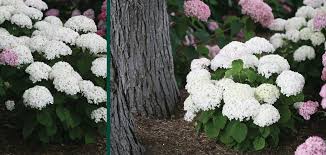It has average water requirements and is just perfect as a border plant. Invincibelle Wee White Hydrangea Johnson S Nursery Plants