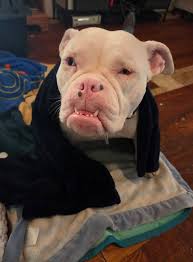 I am well aware that this group that Barbara Ebel started is about gypsy  vardos and not Van life, but I liked these ladies visions and adaptations  for their requirements. There are