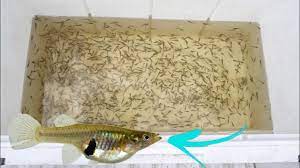 Petco is the only fish store in our town; Most Mosquito Fish Ever Caught Youtube