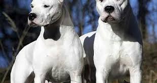 Pin By Berzan Tekin On Kopek Designer Dogs Breeds Dog Breeds Dog Argentino