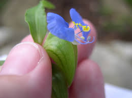 Image result for Commelina capitata