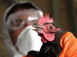 Avian Influenza Kus Gribi Nedir Bulasmaya Yollari Ve Belirtileri