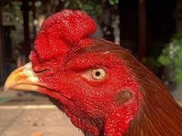 Sejarah ayam pama ninja (king pama). Ayamjantanjawa Peternakjawara Profil Pinterest