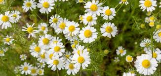 فوائد البابونج فوائده وأضراره على الجسم والبشرة والشعر والصحة الجنسية femnastic com