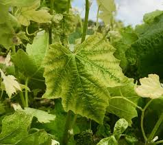 Image result for Zinc Deficiency