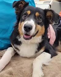 Is there urgent care in crown point indiana? Animal Urgent Care Home Facebook