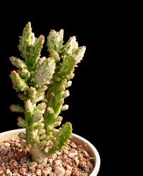 Image result for Opuntia monacantha