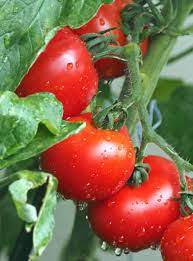 Check spelling or type a new query. Tomato Sowing Growing And Harvesting Tomatoes Video