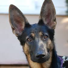 Why would you tape a dog's ears? When Will My German Shepherd S Ears Stand Up Pethelpful