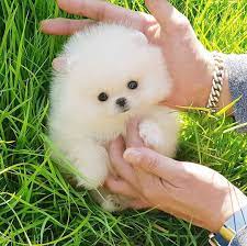 Adorable Light Cream Color Micro Teacup Pomeranian Boy Snow Adorable Light Cream Colo Pomeranian Puppy For Sale Pomeranian Puppy Teacup Pomeranian Puppy