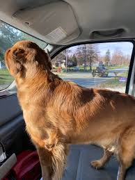 EDIT OWNER HAD BEEN FOUND!! Dog was running down the street and around our  property, tried running out into traffic so I just had them jump in the  truck with me, who's