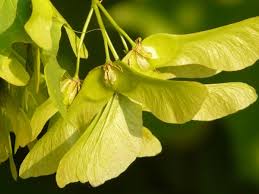 They can also be tapped using a sap tap to acquire maplesap, which can be used as a sweetener, similarly to birchsap and honey. Maple Fruit Maple Tree Free Stock Photos In Jpeg Jpg 3264x2448 Format For Free Download 696 76kb