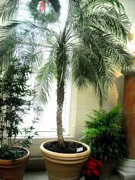 Pin On House Plants