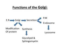 What is the structure and function of golgi apparatus. Golgi Apparatus It S Structure Function Biology Cell Biology Cell