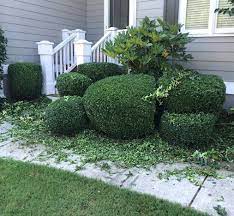 Bush Trimming Peachtree City Ga Nearby Lawn Care