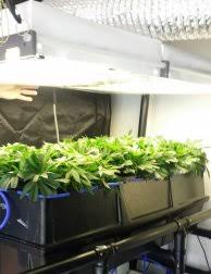 True Aeroponics