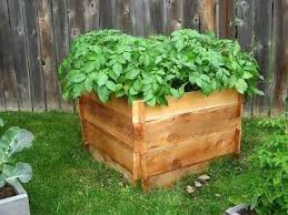 Lutovsky builds a simple wooden box and layers potatoes with lightweight soil or compost. A 3ft Potato Box With 5 Plants Can Yield Up To 100 Lbs Of Potatoes Container Potatoes Growing Potatoes Pallets Garden