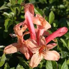 Image result for Tecoma capensis