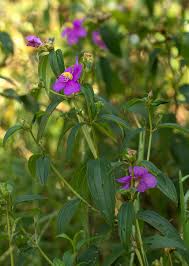 Image result for Melastomastrum