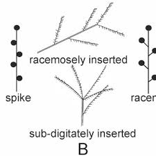 Image result for Brachyachne patentiflora