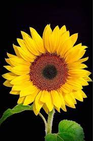 Sunflower Sunflower Pictures Sunflower Wallpaper Planting Sunflowers