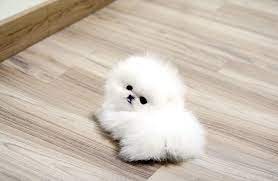 Top Quality Teacup Pomeranian Puppy Pomeranian Puppy Teacup Teacup Pomeranian Cute Pomeranian