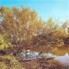 Image result for Terminalia mollis