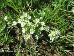 Image result for Corrigiola