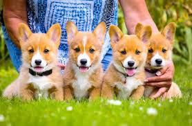 Our corgi puppies for sale are raised with extra care and specialized training. Pembroke Welsh Corgi Puppy Dog For Sale In Charlotte Michigan