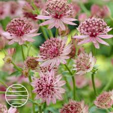 Image result for Astrantia major `Roma`