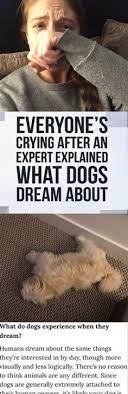 Everyone S Crying After An Expert Explained What Dogs Dream Of What Dogs Dogs Cute Animals