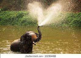 Elephants Spraying Water Images Stock Photos Vectors Shutterstock