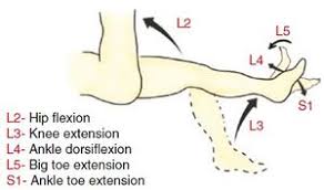 Image result for Low Back Standing Exam