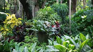 Azaleas landscaping backyard landscaping backyard ideas tropical garden tropical flowers bougainvillea hanging baskets dwarf most. Tropical Garden Design For Colder Climates Horticulture