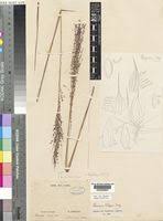 Image result for Panicum pilgeri