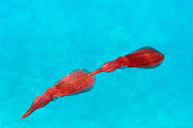 Neu floatinganzug erä größe l flotation suit schwimmanzug floating anzug rettung. Malediven Kalmaare