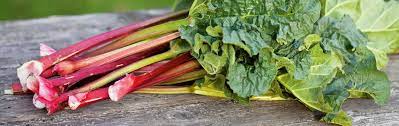 Das ende der erntezeit fällt beim rheum rhabarbarum ebenso wie beim spargel auf den 24.06. Rhabarber Ernten Und Verarbeiten Manufactum Gartenjahr