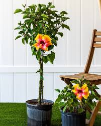 Image result for Hibiscus rosa-sinensis