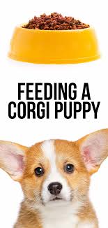 Feeding A Corgi Puppy The Best Schedules For Small Breeds