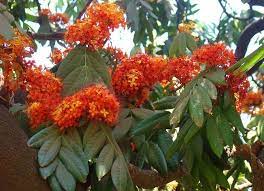 Pin On Naadan Garden
