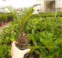 Bulb cycas revoluta with cocopeat,Bulb cycas revoluta with ...