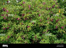 Image result for Iochroma