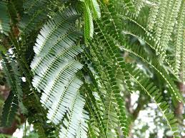 Image result for Colvillea