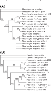 Image result for Pleurostylia capensis