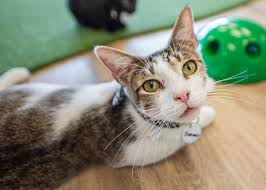 It immediately attracted a huge number of tourists, particularly japanese tourists, who often are not allowed to have pets due to small living spaces in urban areas. Swfl Hot Hangouts Cattyshack Cat Cafe Entertainment Lifestyle Featured Things To Do Eagle News