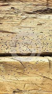Old Wood With Woodworm Wood Old Wood Wood Diy