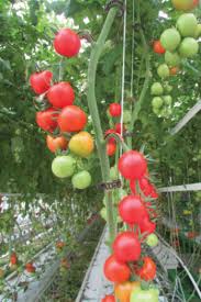 We did not find results for: The Power Of Ugly Produce Grower